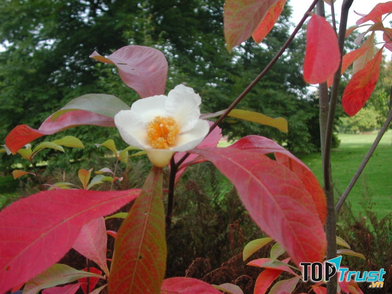 Hoa Franklinia alatamaha