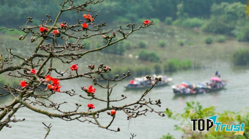 Hoa gạo bung sắc giữa núi rừng ôm lấy chùa Hương