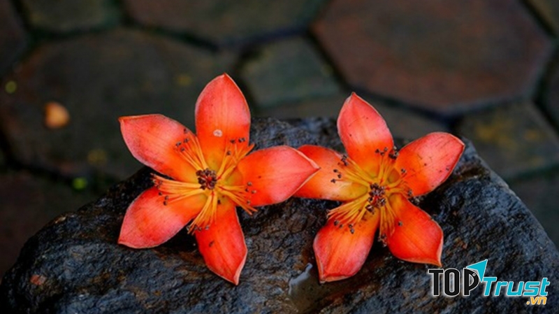 Màu sắc sặc sỡ, đậm nét và thật khó phai mờ trong tâm trí của những đứa trẻ thuộc làng quê Bắc Bộ