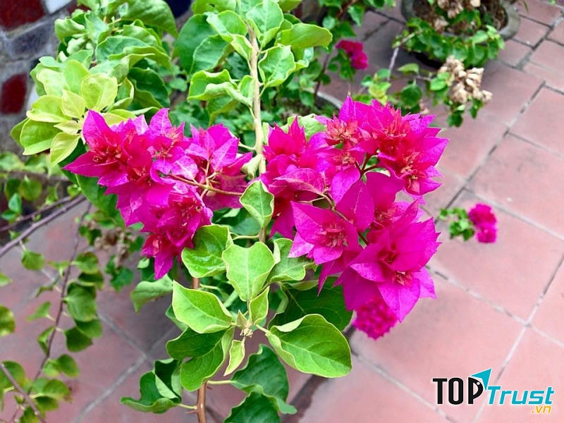 Hoa Giấy đẹp mộng mơ