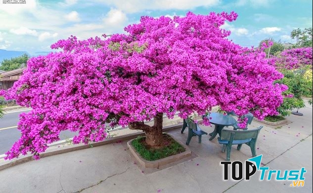 Cây hoa giấy có thể trồng vào chậu và tạo dáng, tạo thế được.