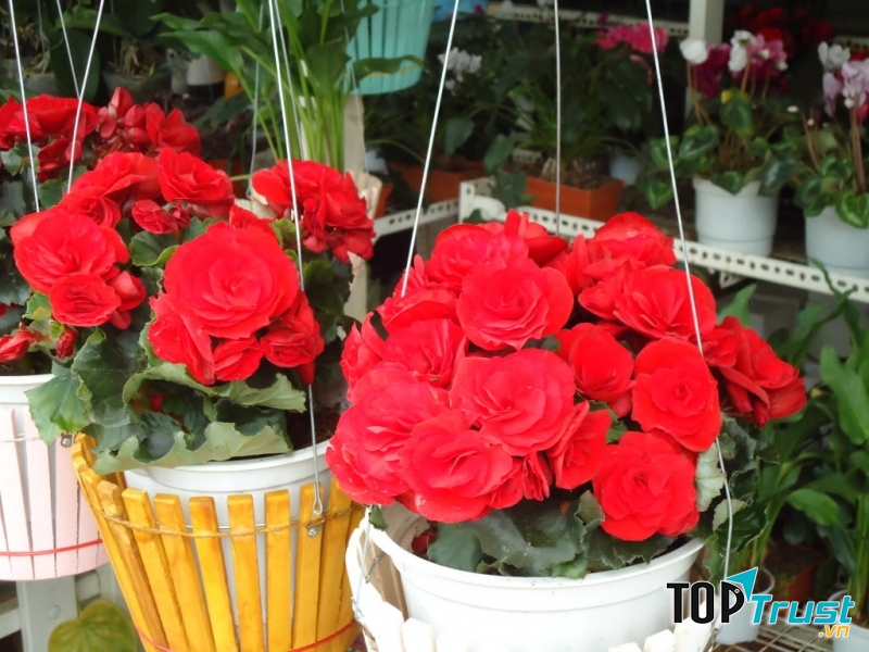 Hải đường đa dạng về chủng loại, màu sắc