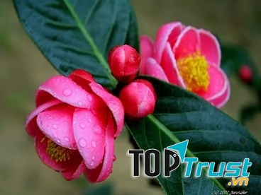 Hoa hải đường