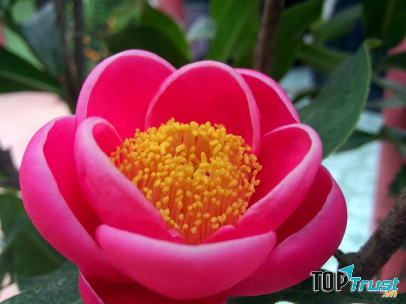 Những cánh hoa hải đường căng mọng uốn cong mình trên những chiếc lá xanh mơn mởn