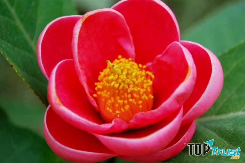 Hoa hải đường