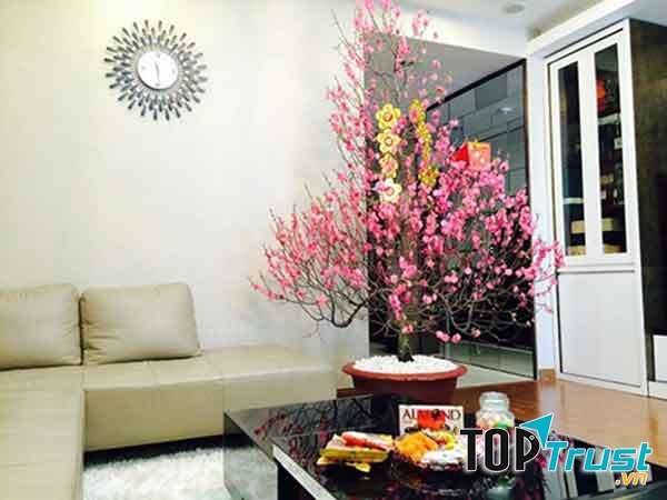 Hoa đào được trang trí trong ngày Tết