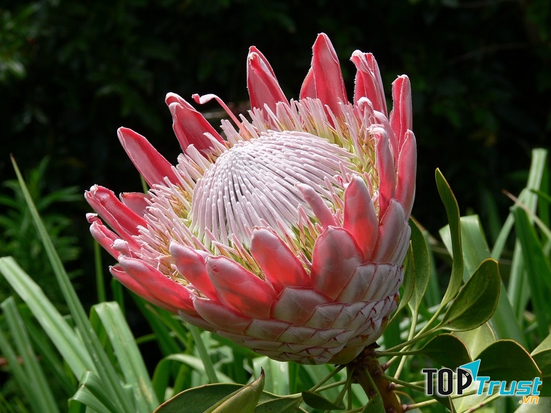 Neelakurinji là biểu tượng của tình yêu và sự lãng mạn.