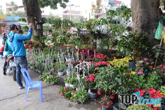 Hoa Hoàng Hoa Thám