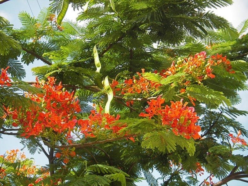 Trên cành cây bắt đầu xuất hiện những trái phượng non dài và mỏng cũng là lúc mùa hè sắp qua