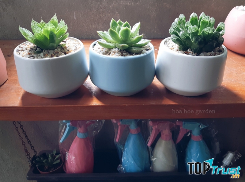 Hoa Hoe Garden. Sen đá Hải Phòng