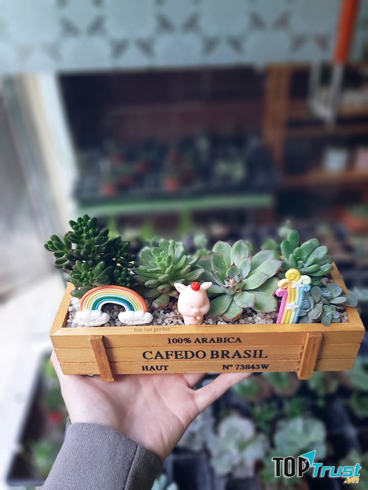 Hoa Hoe Garden. Sen đá Hải Phòng