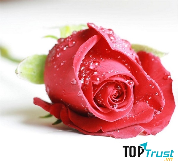 Hoa hồng, loài hoa thể hiện tình yêu