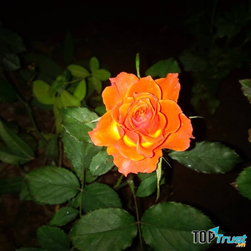 Hồng tỏa hương đêm