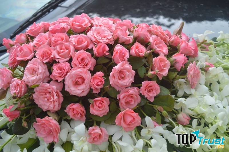 Hoa Hồng rực rỡ