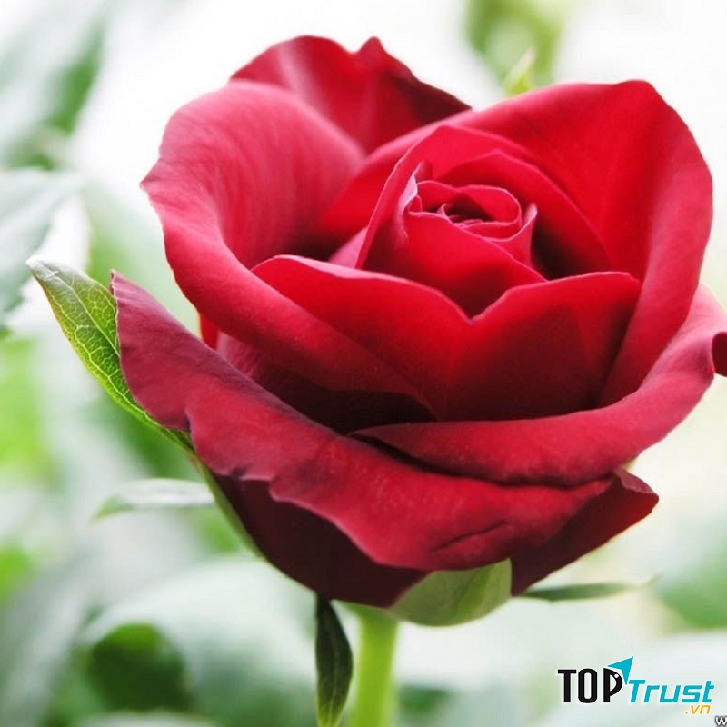 Hoa hồng mang vẻ đẹp kiều diễm