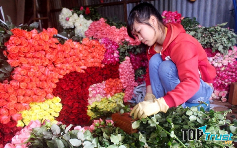 Hoa hồng là loại hoa phổ biến với nhiều người