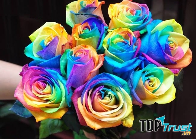 Hoa hồng 7 màu là lời yêu thương chân thành của hạnh phúc và tình yêu