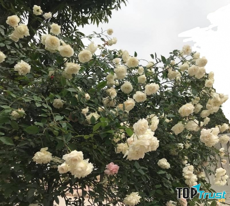 Hồng bạch xếp Nam Định vừa có vẻ đẹp tinh khôi, lại vừa có công dụng chữa bệnh - Nguồn: Internet