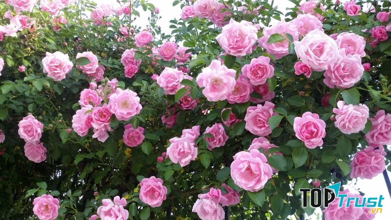 Hoa hồng Bun-ga-ri