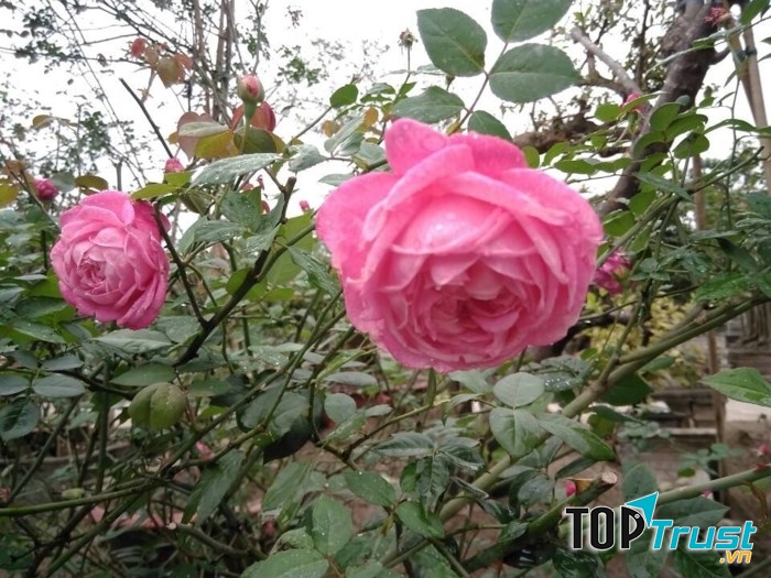 Hồng cổ Sa Pa là loài được rất nhiều người ưa chuộng và sưu tầm - Nguồn: Internet