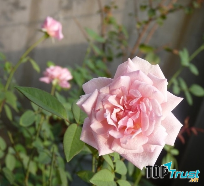 Hồng đào cổ rất dễ trồng và dễ chăm sóc - Nguồn: Internet