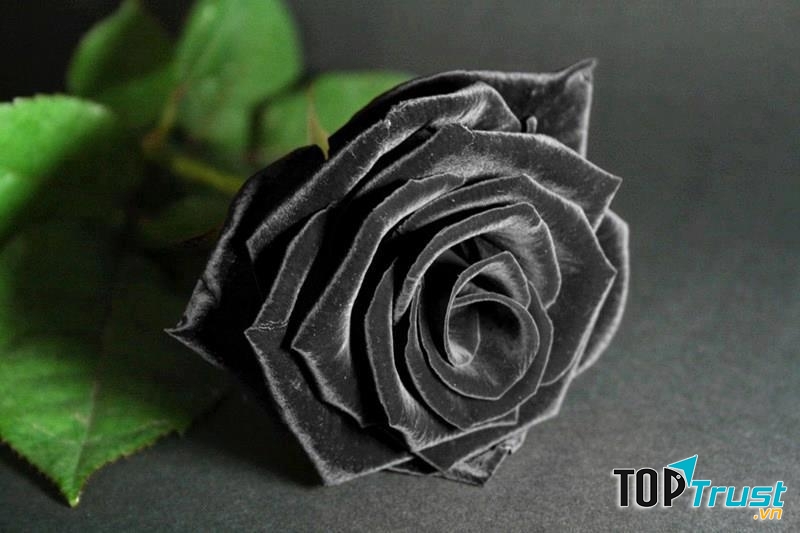 Hoa hồng đen gắn liền về cái chết và sựu thù hận