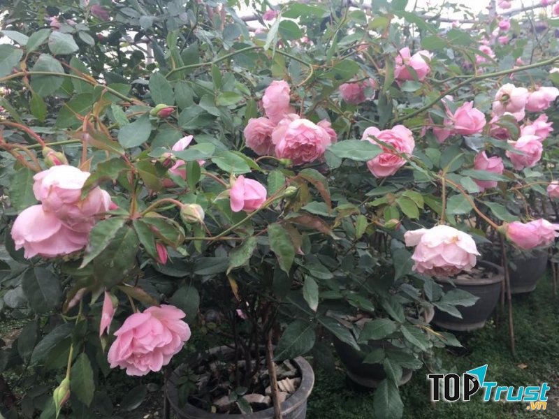 Hồng điều cổ hay còn gọi là hồng bạch đào - Nguồn: Internet