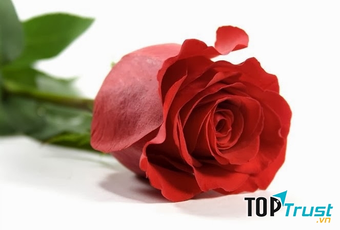 Hoa hồng đỏ