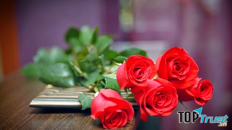 Hoa hồng đỏ là biểu tượng của tình yêu chân thành