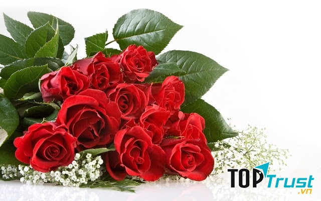 Chính vì thế đóa hồng đỏ với những chiếc gai sắc nhọn sẽ khiến các cặp đôi thường xuyên cãi vã, chịu nhiều đau khổ trong tình yêu.