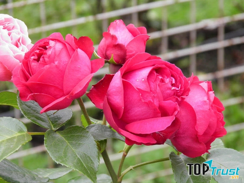 Hoa hồng đỏ Eden