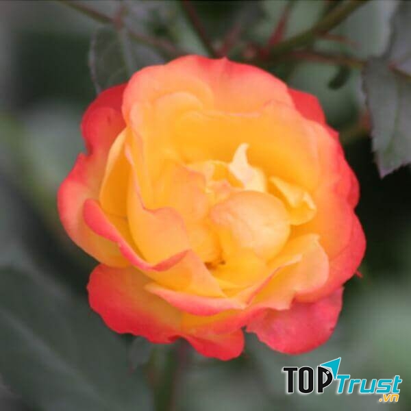 Hoa hồng Floribunda