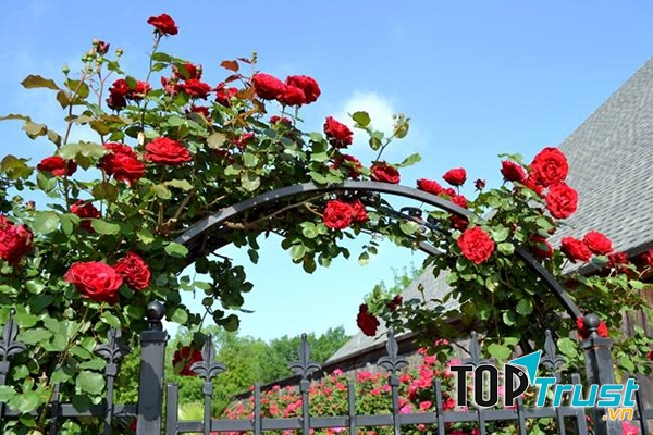 Hồng leo Hải Phòng tạo thành một vòm hoa tuyệt đẹp - Nguồn: Internet