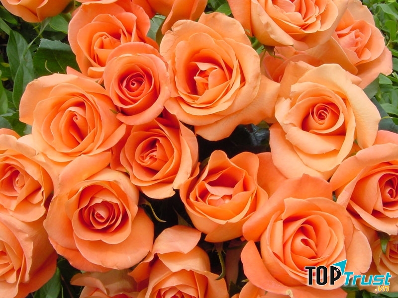Hoa hồng màu cam mang lại cảm giác ấm cúng
