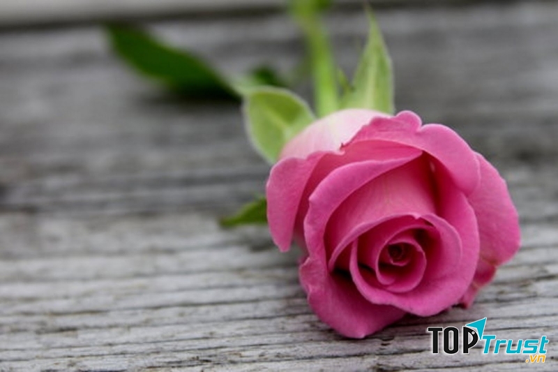 Hoa hồng màu hồng cho ta cảm giác nhẹ nhàng và đầy thanh thản