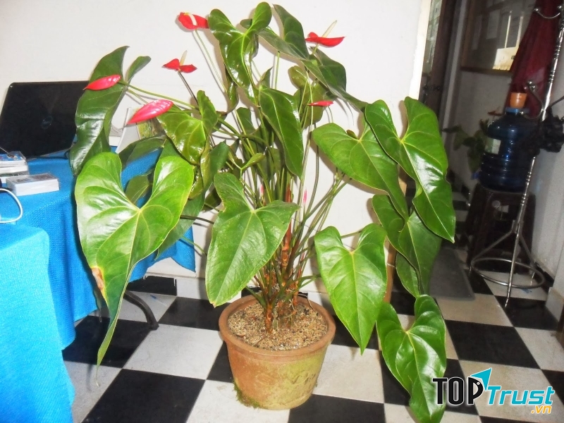 Đại hồng môn (Nguồn: Sưu tầm)
