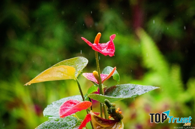 Hồng môn thường được trồng trong chậu hoặc cắm bình để trang trí nhà cửa (Nguồn: Sưu tầm)