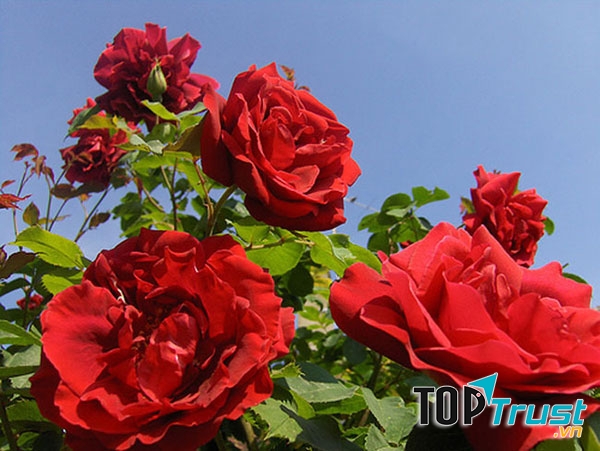 Hoa hồng nhung – Hoa hồng cổ bông lớn