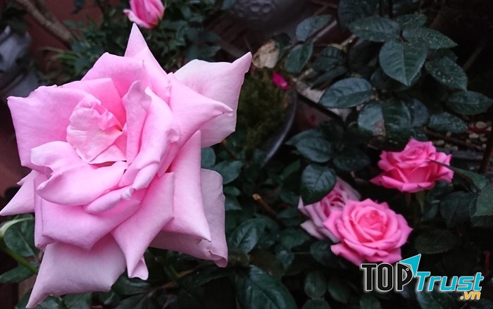 Hồng phấn mang vẻ đẹp kiêu xa như một nữ hoàng - Nguồn: Internet