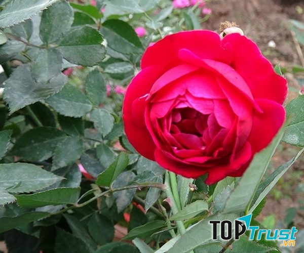 Hồng quế son cổ thơm là đặc trưng của xứ Huế mộng mơ - Nguồn: Internet