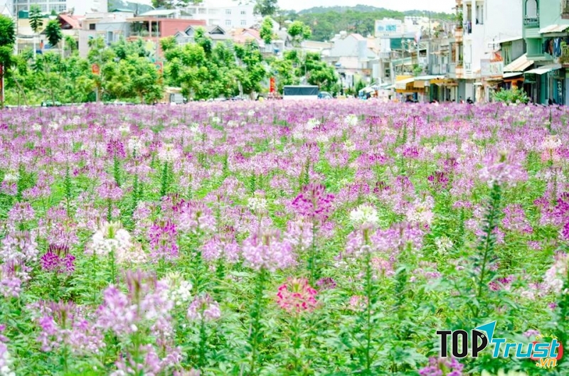 Cánh đồng hoa hồng ri.