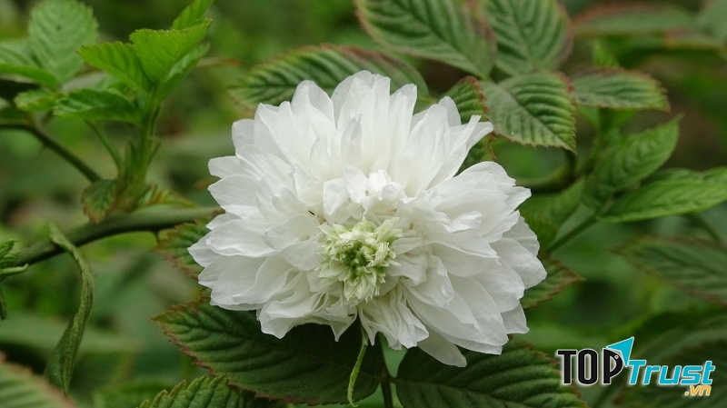 Hoa hồng tầm xuân Bắc rất quý hiếm và cần được bảo tồn - Nguồn: Internet