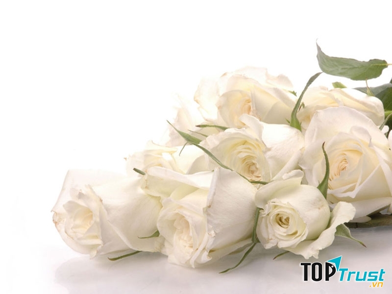 Hoa hồng trắng biểu tượng sự ngây thơ, trong trắng, chưa bị vấy bẩn