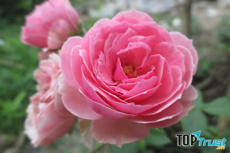 Mượn hoa hồng nói lên lời thi nhân