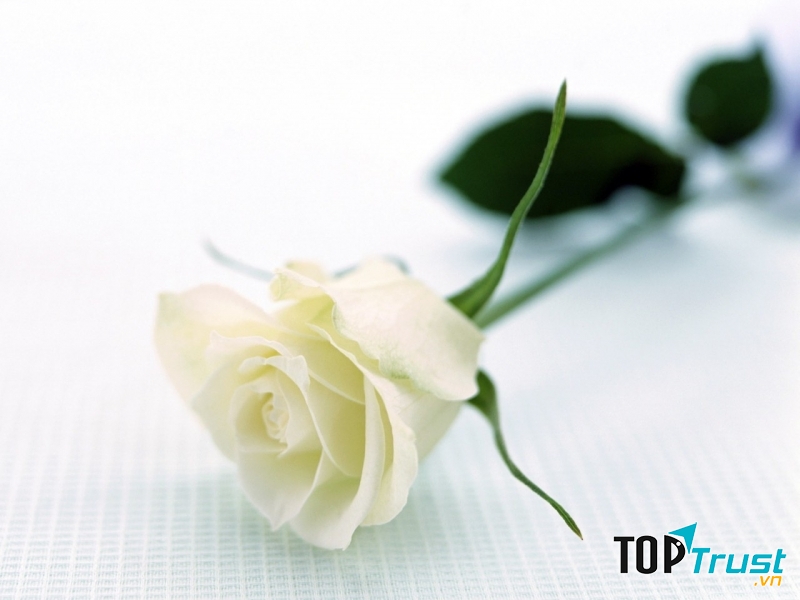 Hoa hồng là loài hoa mang nhiều thông điệp ý nghĩa