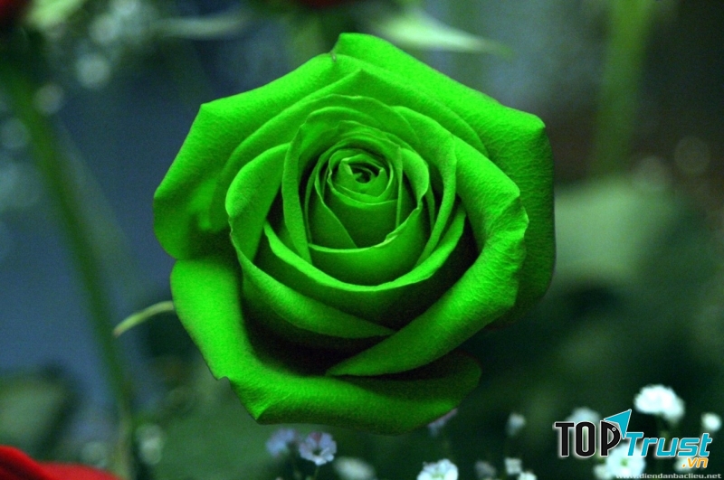 Hoa hồng xanh lá cây đem lại cảm giác mát mẻ và cực sảng khoái