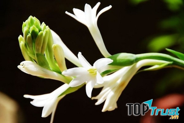 Hoa huệ nồng nàn hương thơm