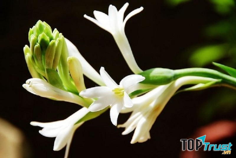 Hoa huệ mang mùi thơm ngào ngạt