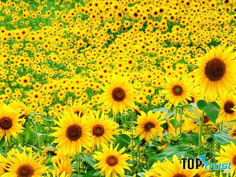 Cánh đồng hoa hướng dương