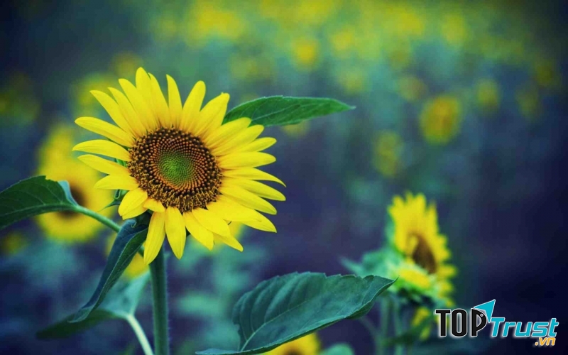 Hoa hướng dương